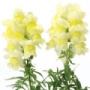 Seminte profesionale Antirrhinum majus - Gura leului - imagine 49085